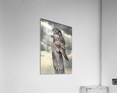 Hawk Owl Storm Acrylic Print