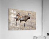 Sandhill Cranes 1 Acrylic Print