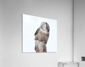 Hawk Owl Post Acrylic Print