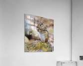 Eastern Chipmunk  Acrylic Print