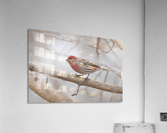 Finch  Acrylic Print