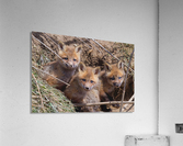 Threes a crowd  Acrylic Print