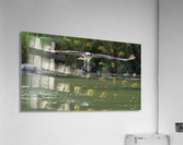 Osprey flight  Acrylic Print