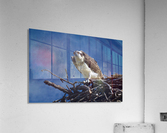 Osprey at Nest  Acrylic Print