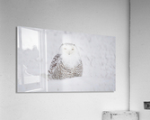 White on White Acrylic Print