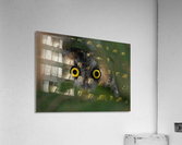 Owl Eyes  Acrylic Print