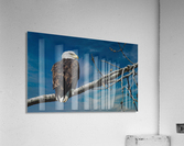 Bald Eagle  Acrylic Print