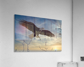 Eagle Sunset Acrylic Print