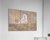 Snowy Stare  Acrylic Print