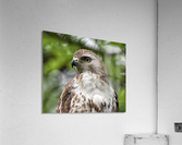 Red Tail  Acrylic Print