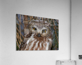 Saw-whet portrait Acrylic Print