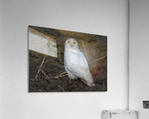 Snowy Owl Acrylic Print