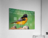 Baltimore Oriole portrait Acrylic Print