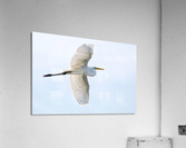 Great Egret Acrylic Print