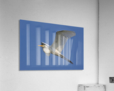 White on Blue Acrylic Print