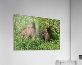 American Minks Acrylic Print