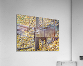 Buck in Rut Acrylic Print