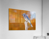 Blue on Orange Acrylic Print