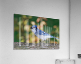 Blue Jay Acrylic Print
