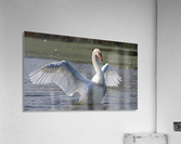 Swan Song Acrylic Print