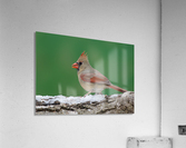 Northern Cardinal Acrylic Print