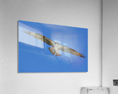 Osprey Flight Acrylic Print