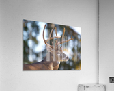 Buck Portrait Acrylic Print