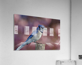 Blue on Pink Acrylic Print