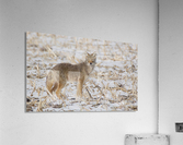 Coyote Acrylic Print