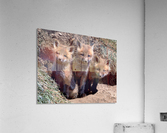 Triplets Acrylic Print