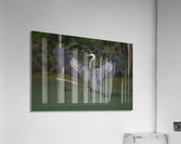 HeronWings Acrylic Print