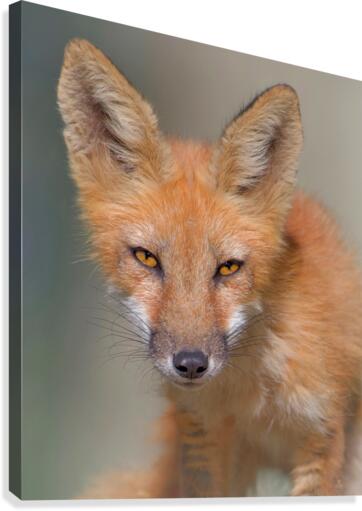 Look Into My Eyes  Canvas Print