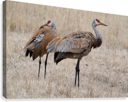 Sandhill Cranes 1 Canvas Print