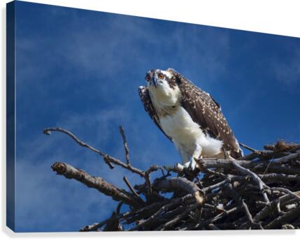 Osprey at Nest  Canvas Print