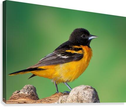 Baltimore Oriole portrait Canvas Print