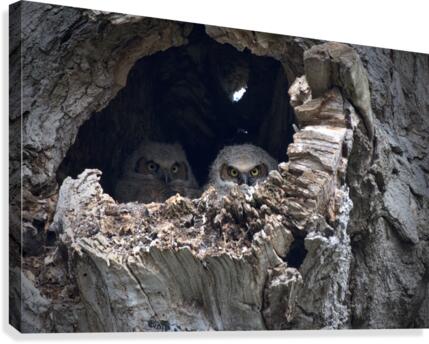 Owl Fortress Canvas Print