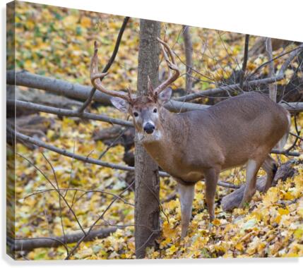 Buck in Rut Canvas Print
