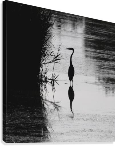 Heron Silhouette Canvas Print