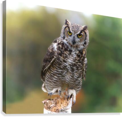 GreatHornedOwl Canvas Print