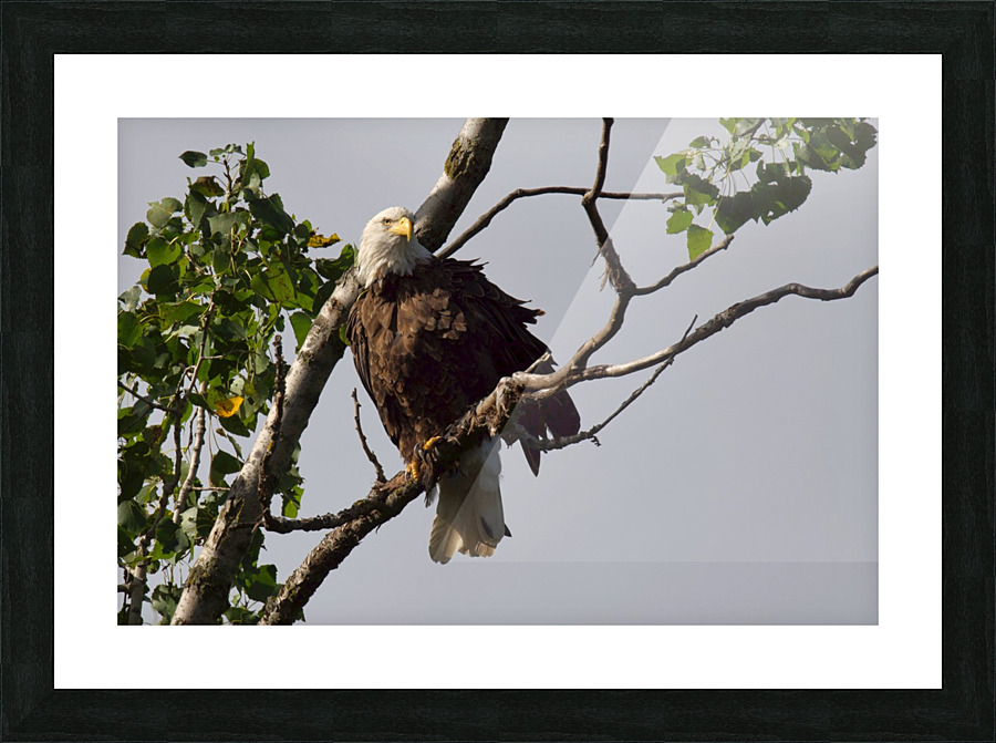 Eagle  Picture Frame print