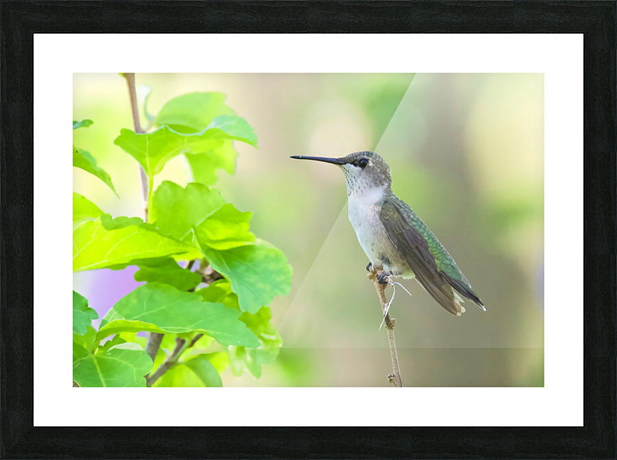 At Rest  Picture Frame print