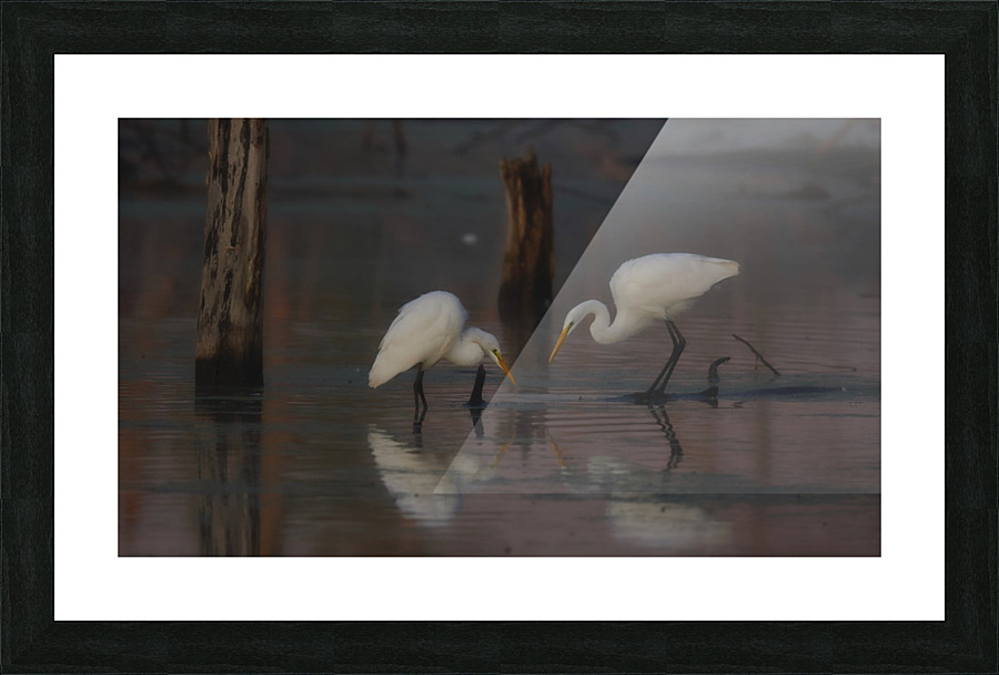 Great Egrets Picture Frame print