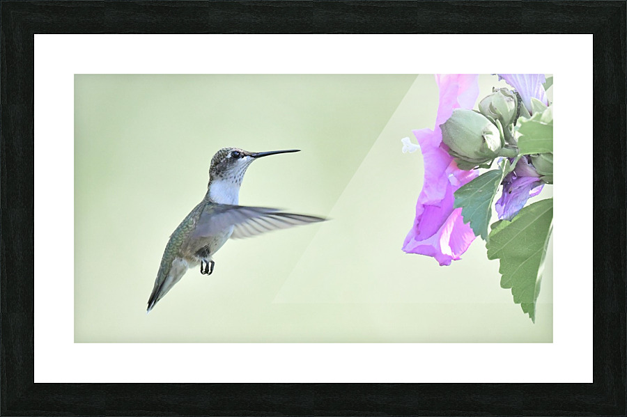 Hummer Picture Frame print