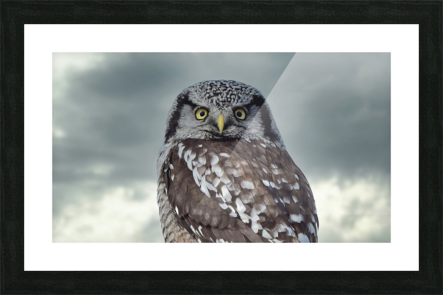 Hawk Owl Storm 2 Picture Frame print