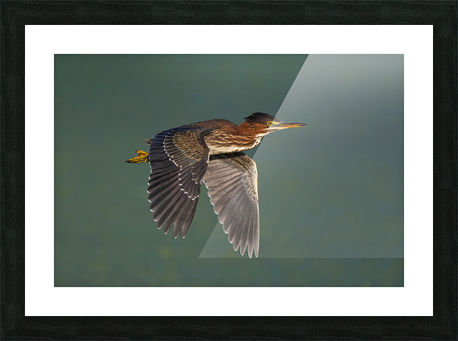Green Heron Flight Picture Frame print