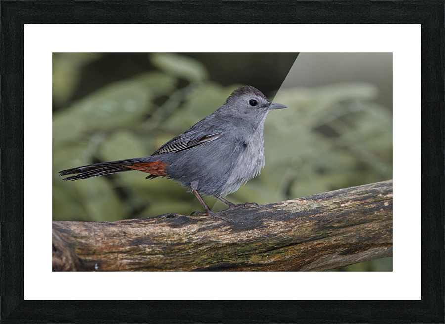 Catbird Picture Frame print