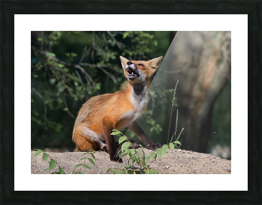 Fox reaction Picture Frame print