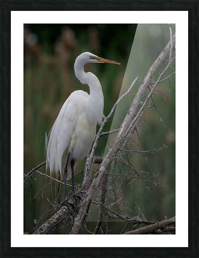Egret Preening Picture Frame print