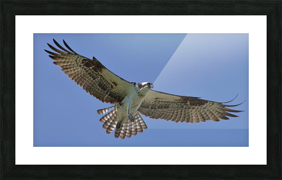 Soaring Picture Frame print