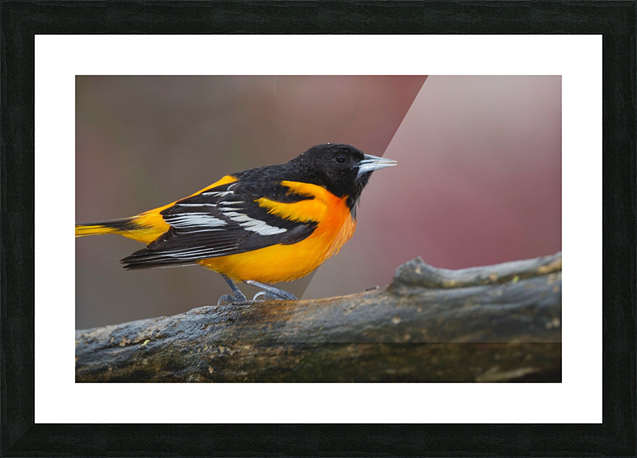 Baltimore Oriole Picture Frame print